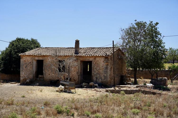 Finca en La Vileta donde laGuardia Civil incautó, el pasado sábado, un buen número de corderos.    | Emilio Queirolo