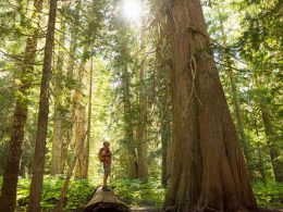 Una persona en una selva templada de Canadá. La imagen es de 2016.stockstudioX