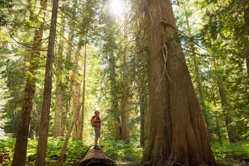 Una persona en una selva templada de Canadá. La imagen es de 2016.stockstudioX