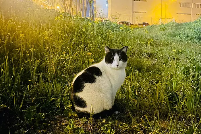 Uno de los gatos de la colonia felina arraigada en la finca de titularidad municipal.E.M.
